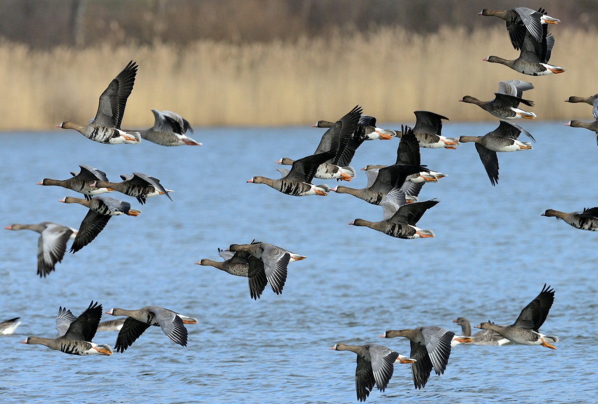 Greater White-fronted Goose - ML212717691