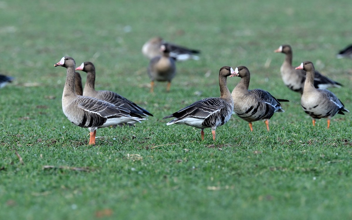 Greater White-fronted Goose - ML212718321