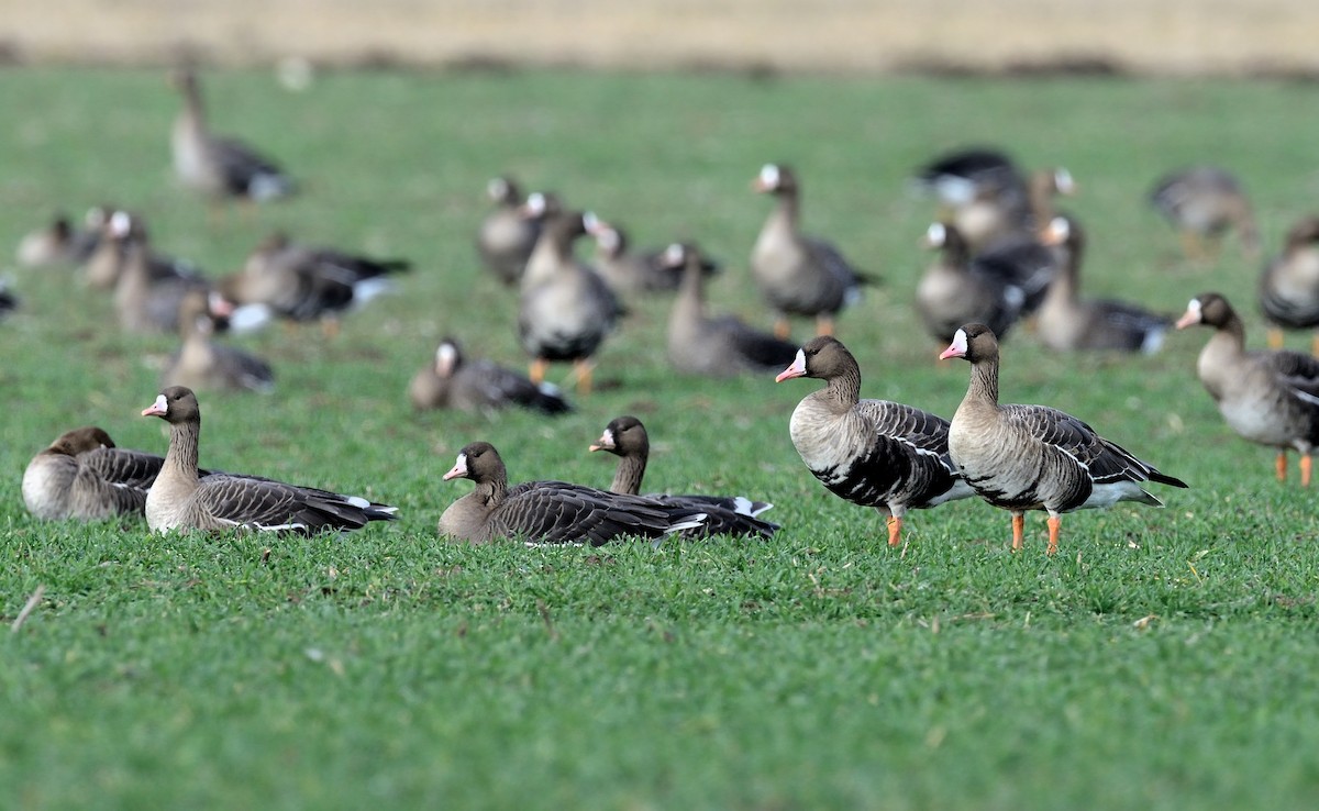 Greater White-fronted Goose - ML212718351