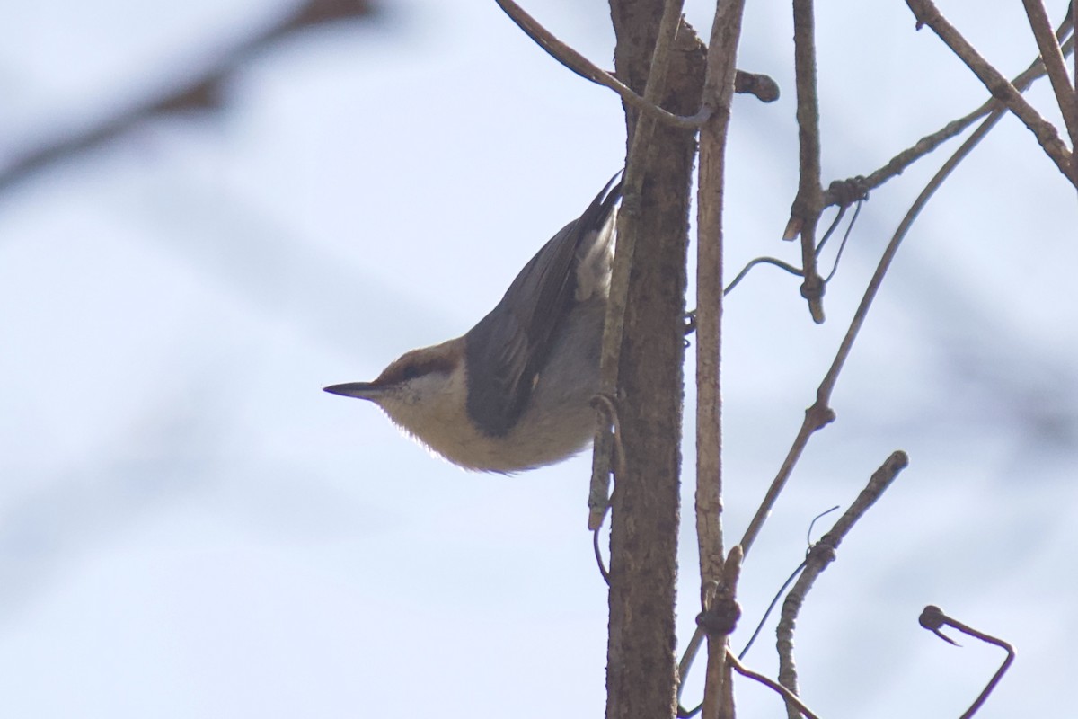 Brown-headed Nuthatch - ML212720491