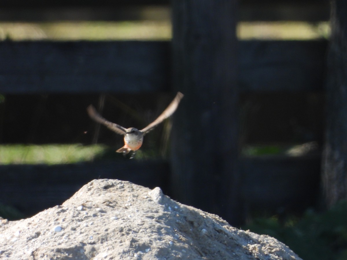 Vermilion Flycatcher - Lynn Salisbury