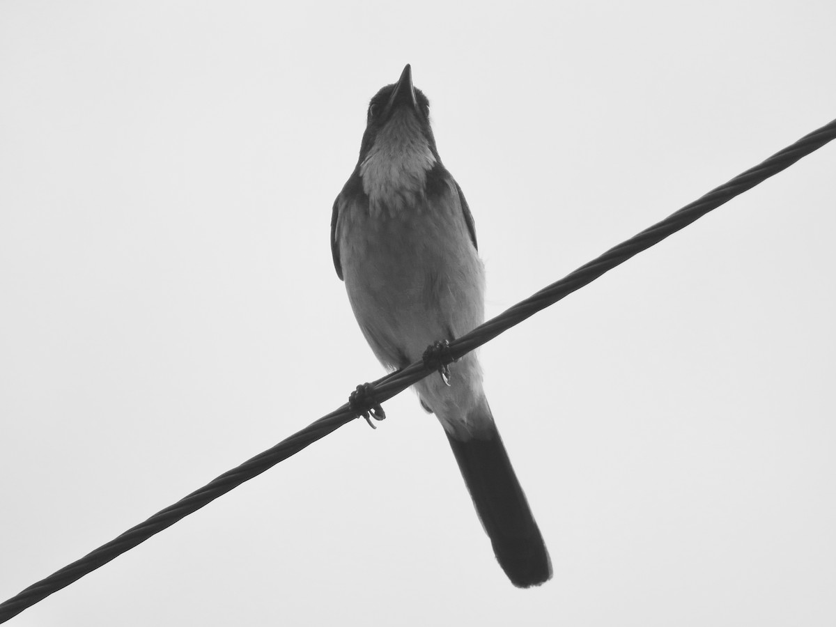 California Scrub-Jay - Jennifer Rycenga