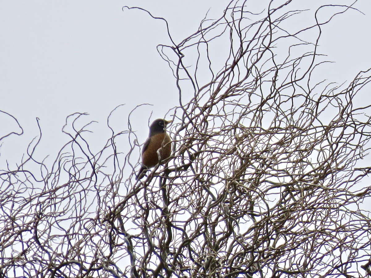 American Robin - Jennifer Rycenga