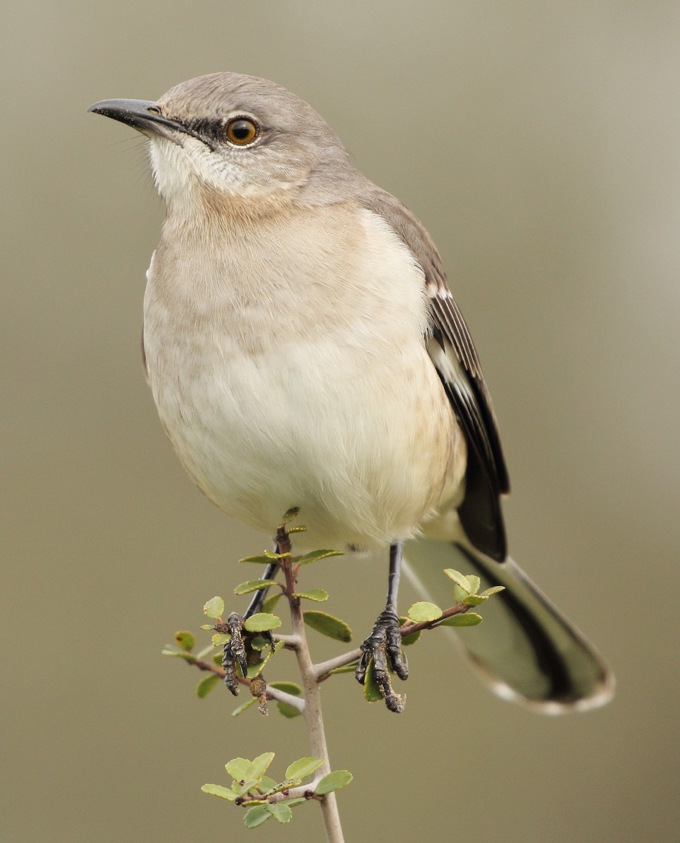 Northern Mockingbird - ML212727871