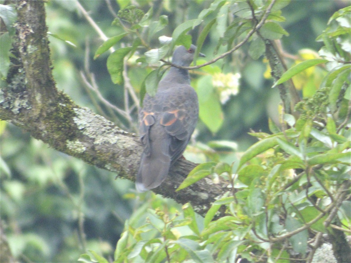 Dusky Turtle-Dove - ML212729471