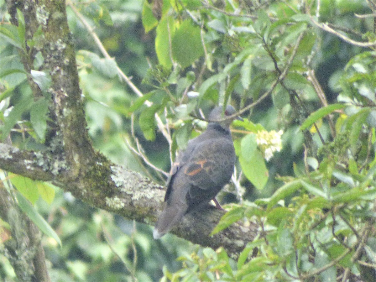 Dusky Turtle-Dove - ML212729491