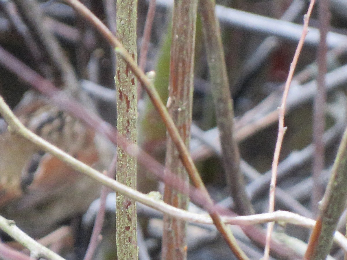 Swamp Sparrow - ML212729871