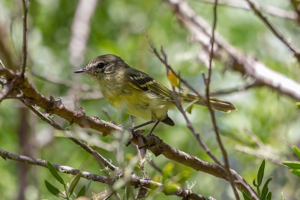 Mottle-cheeked Tyrannulet - ML212730411