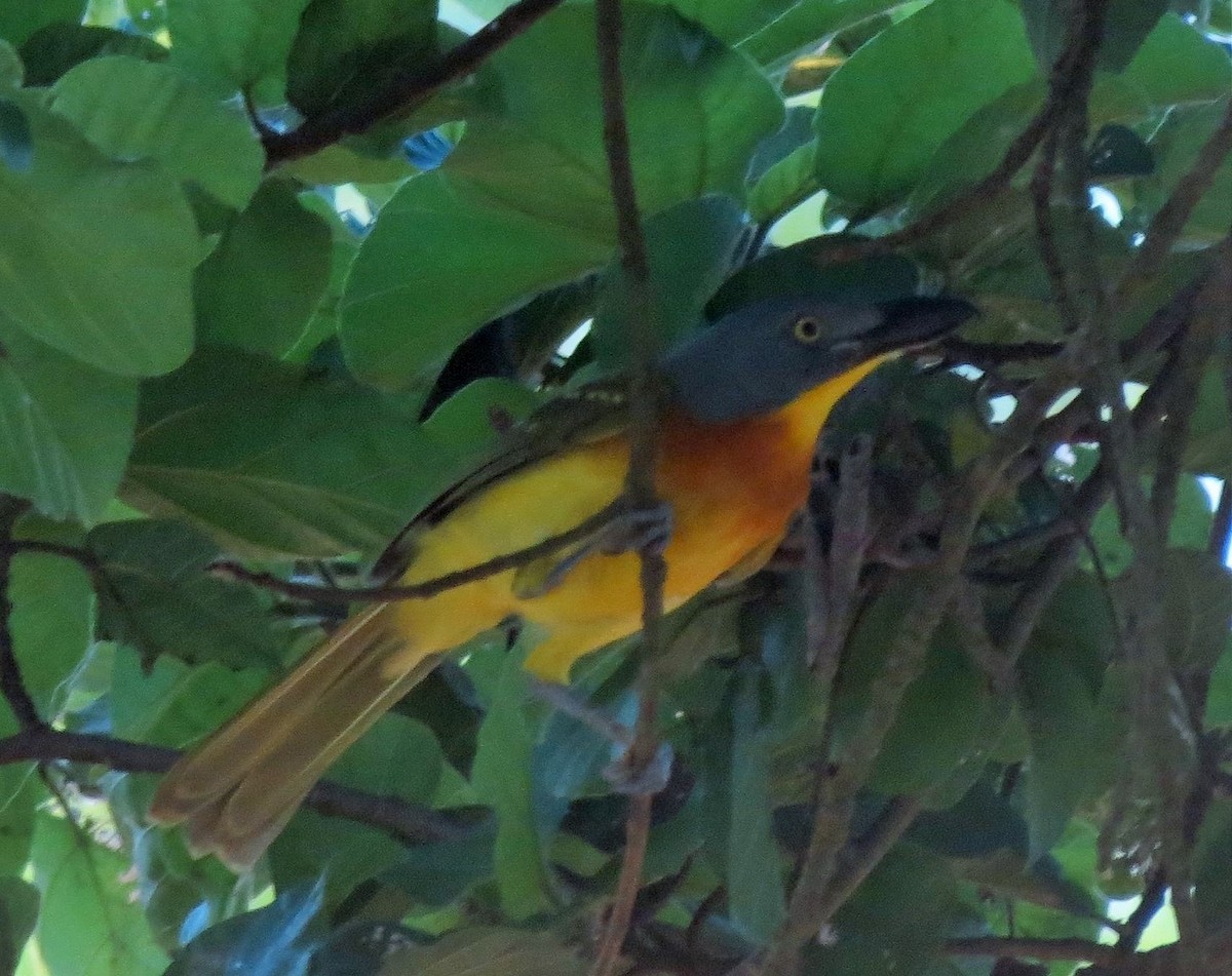 Gray-headed Bushshrike - ML21273061