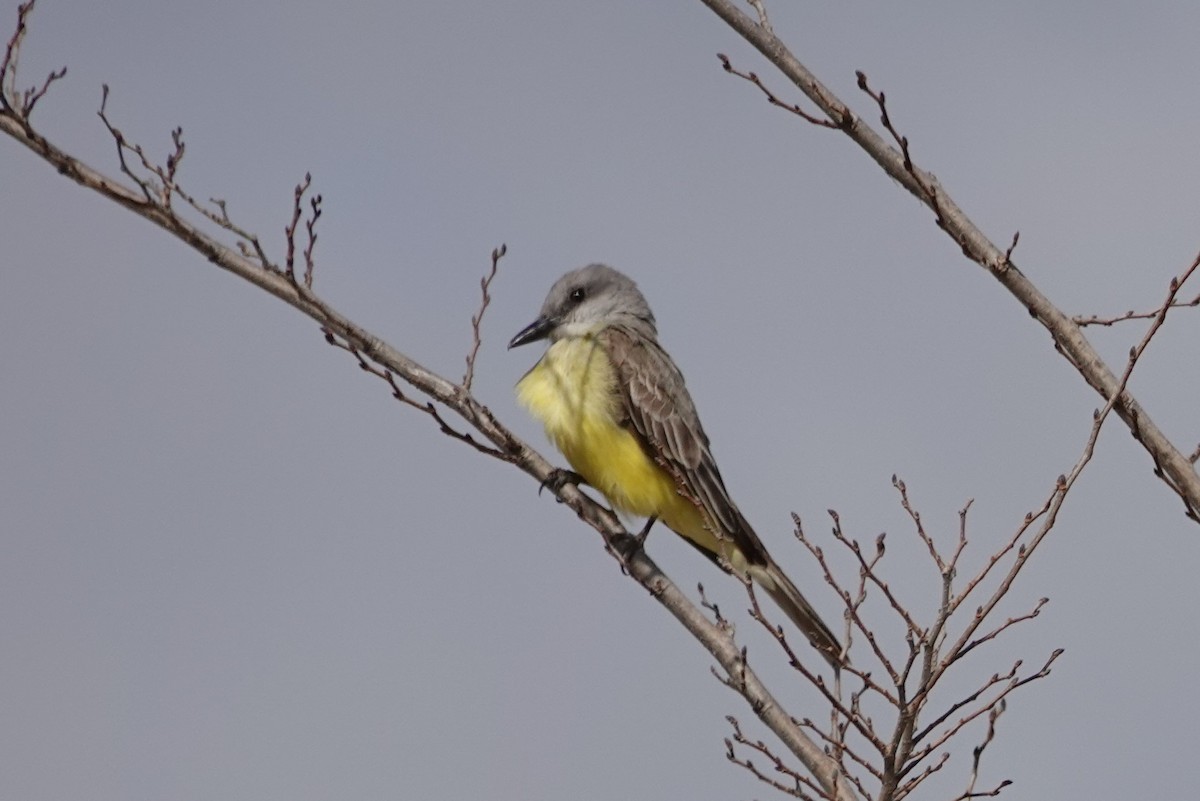 Tropical Kingbird - ML212730811