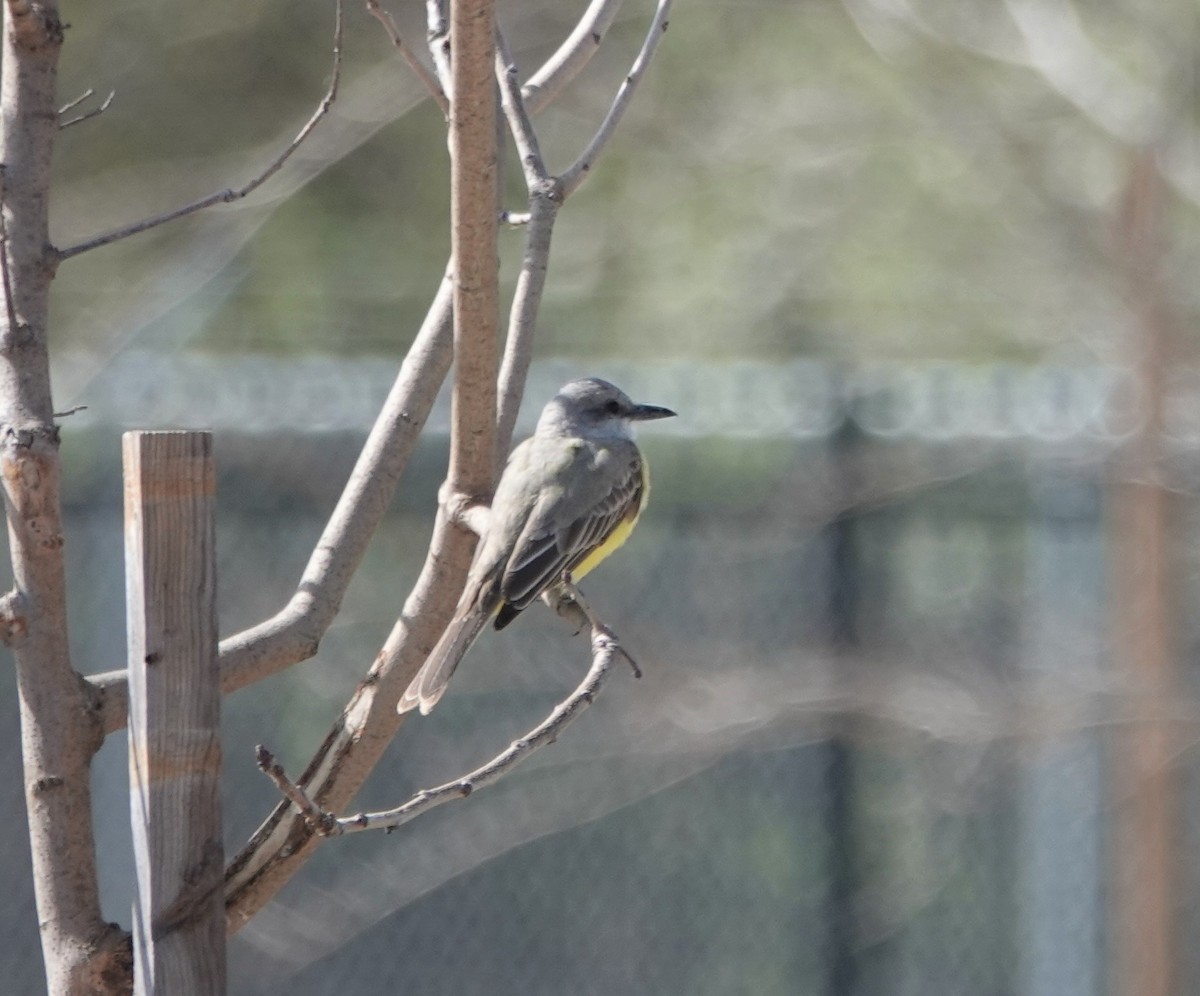 Tropical Kingbird - ML212730831