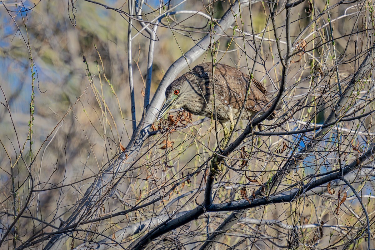 Black-crowned Night Heron - ML212731251