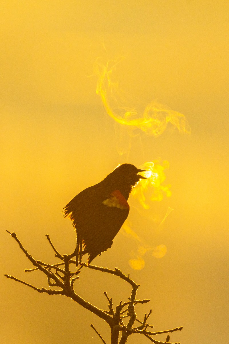 Red-winged Blackbird - ML212733091