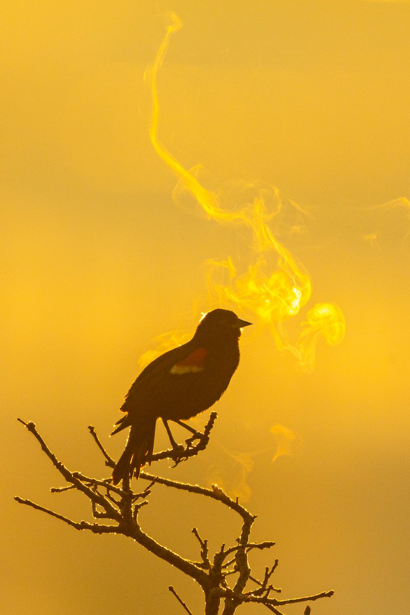 Red-winged Blackbird - ML212733101