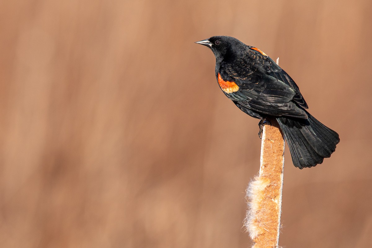 Red-winged Blackbird - ML212733721