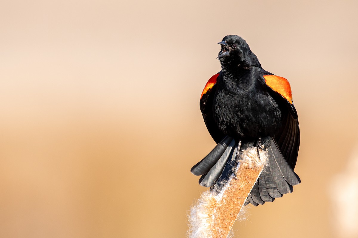 Red-winged Blackbird - Brad Imhoff