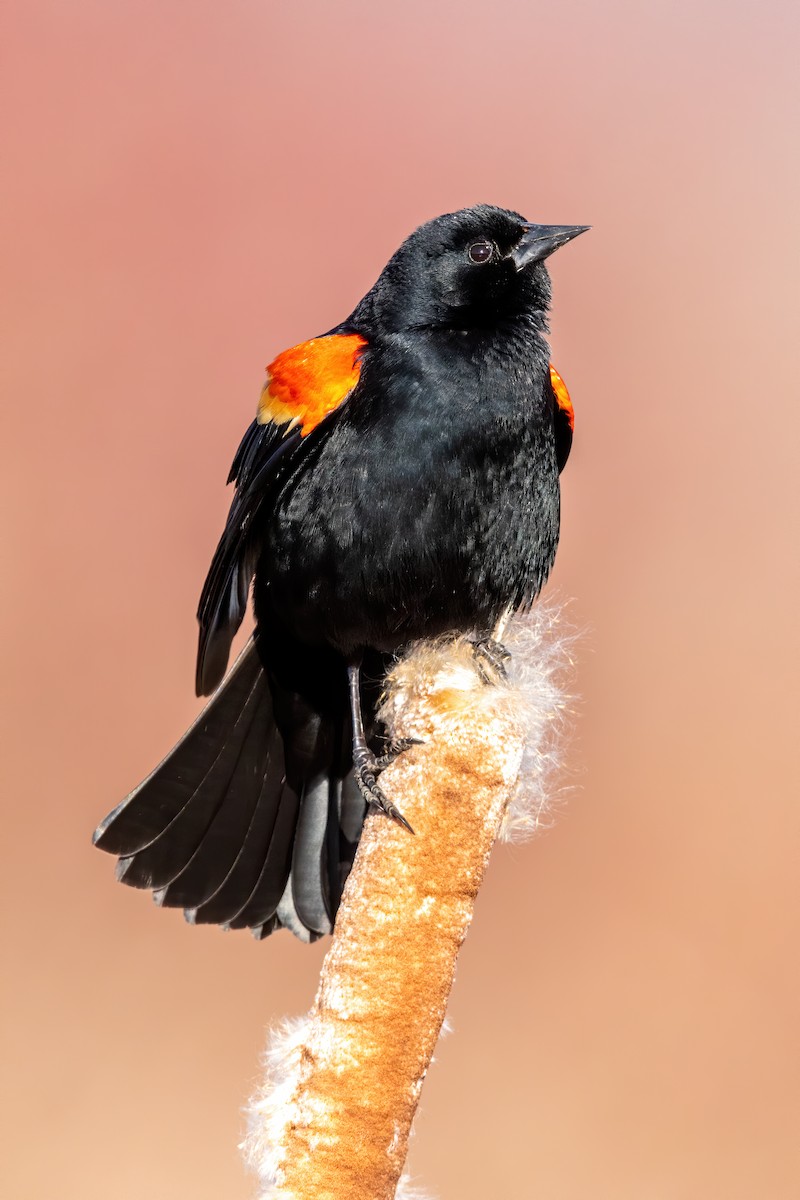 Red-winged Blackbird - ML212733781