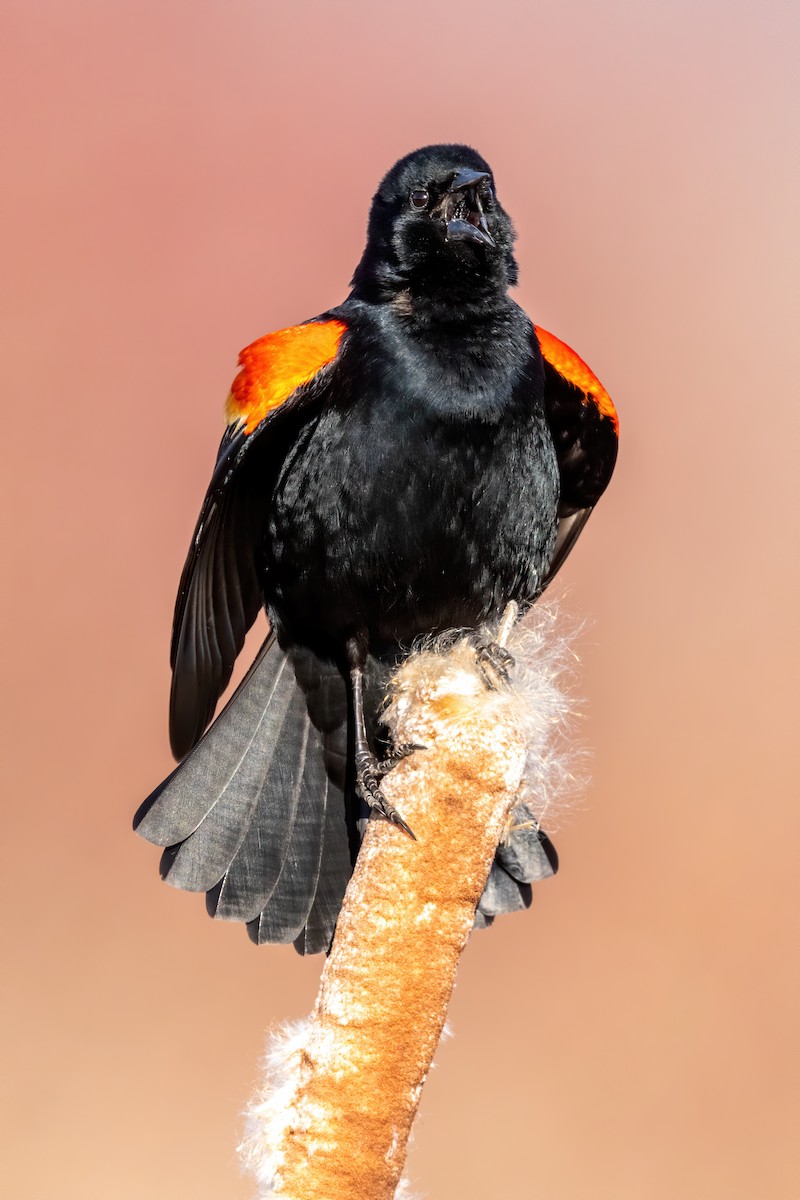 Red-winged Blackbird - ML212733791