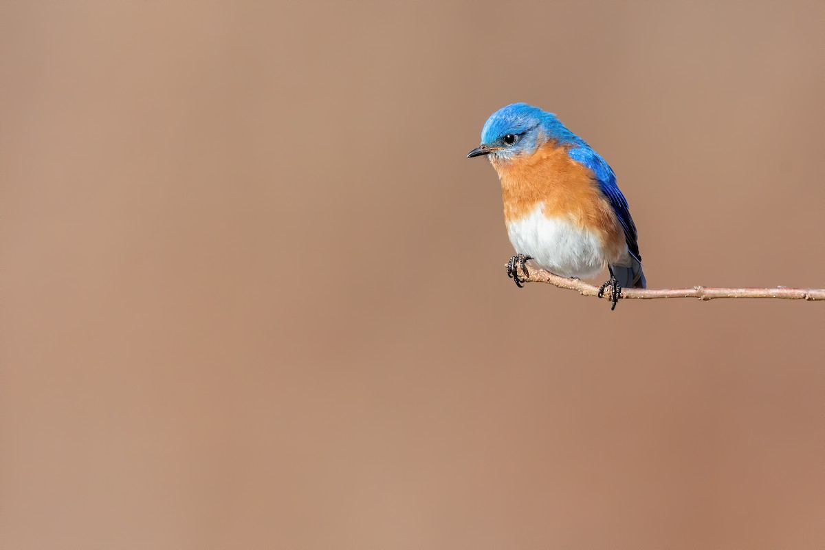 Eastern Bluebird - ML212733811