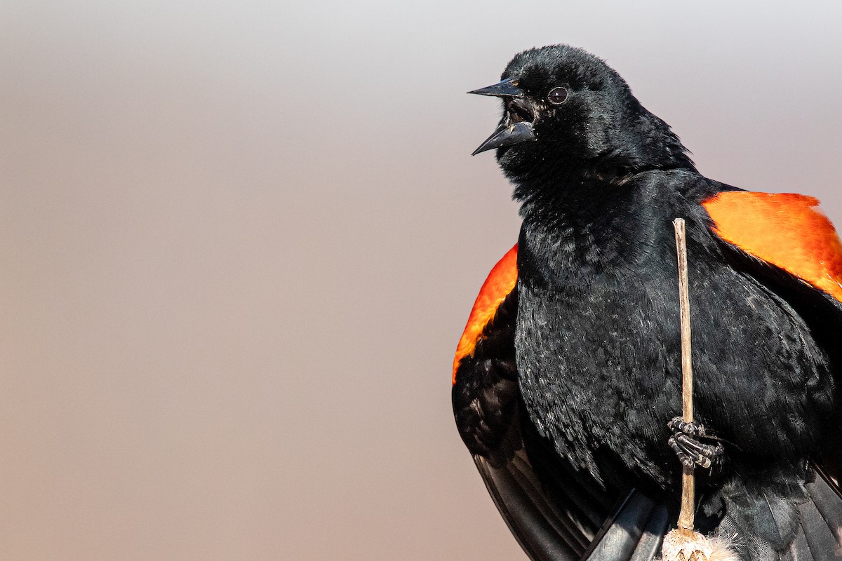 Red-winged Blackbird - Brad Imhoff