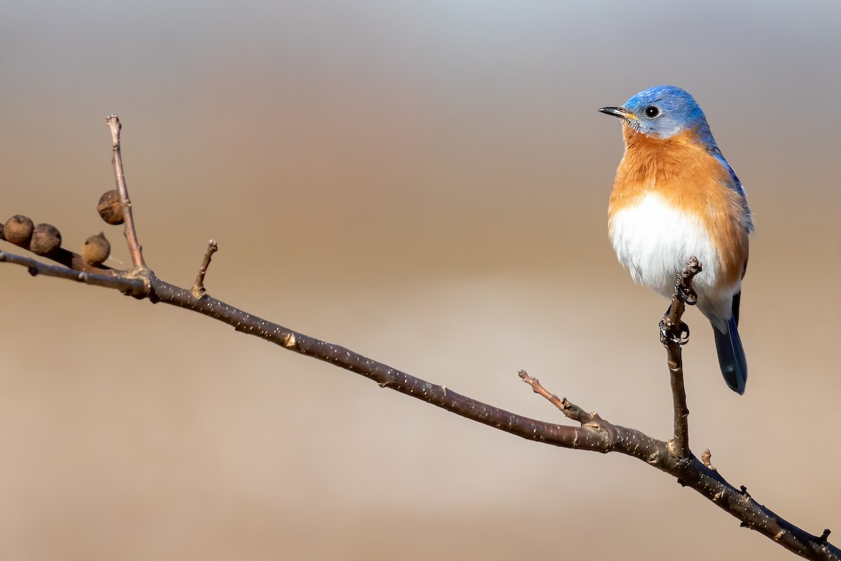 Eastern Bluebird - ML212733831