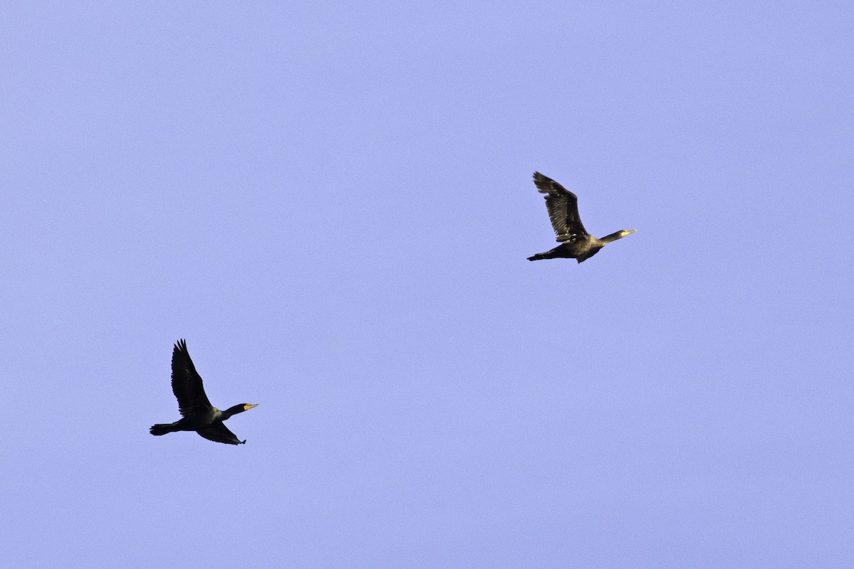 Double-crested Cormorant - Colin Sumrall