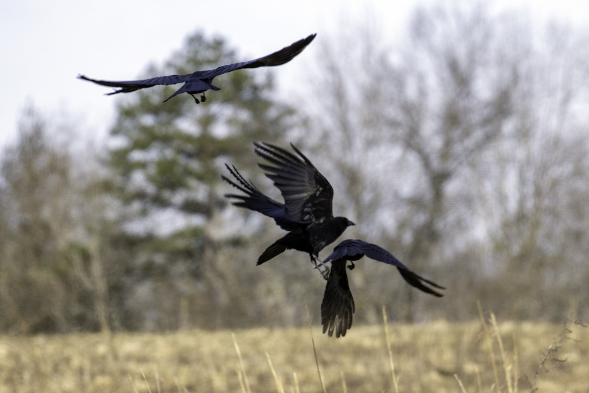 American Crow - ML212733991