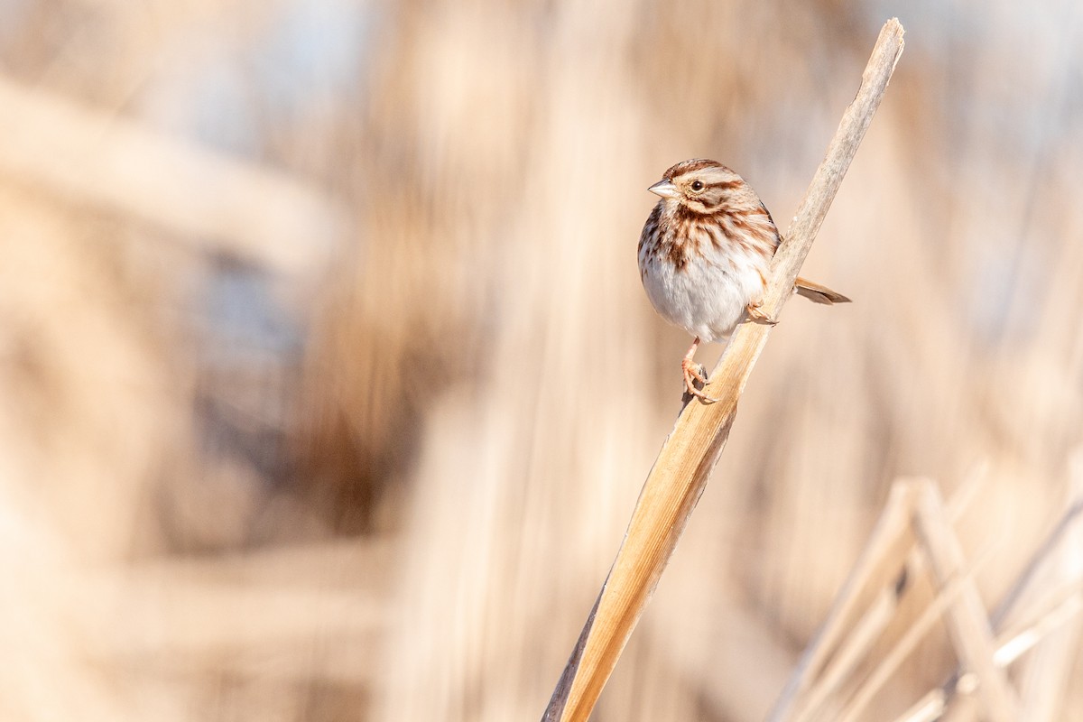 Song Sparrow - Brad Imhoff