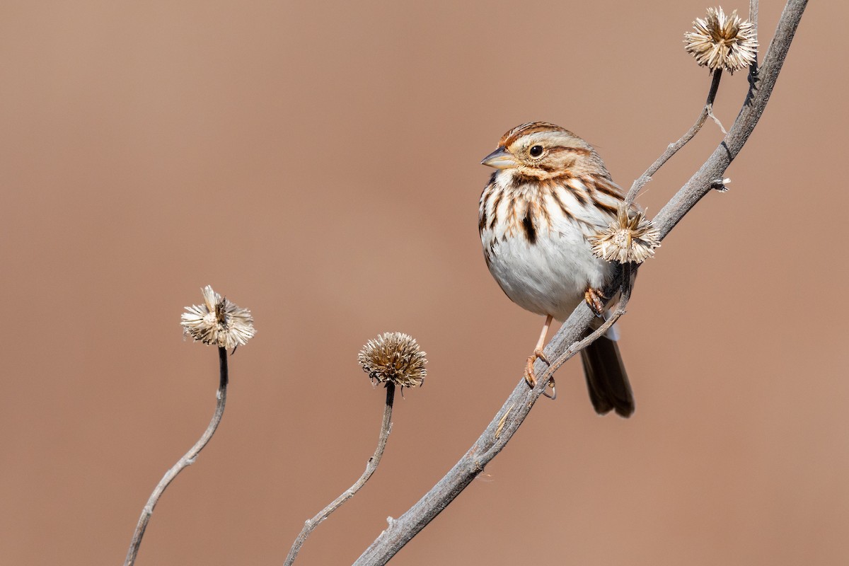 Song Sparrow - ML212734071