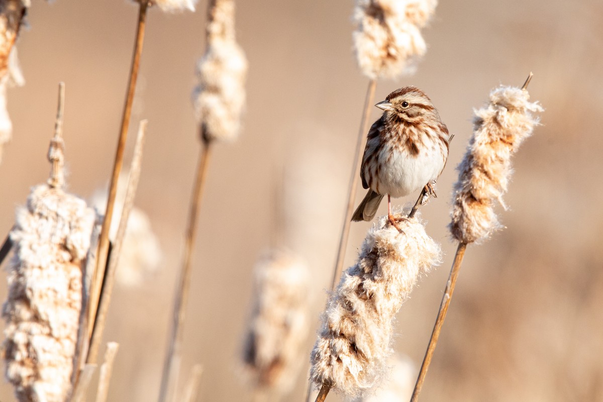 Song Sparrow - ML212734121