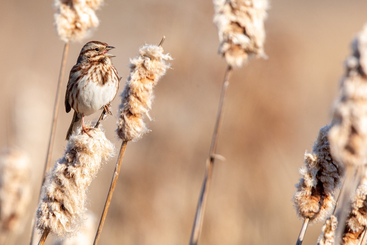 Song Sparrow - ML212734141