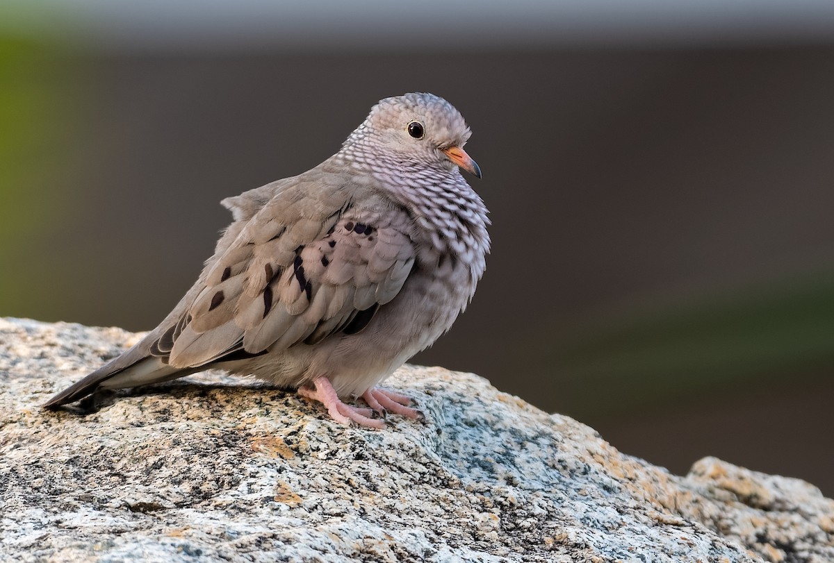 Common Ground Dove - Don Danko