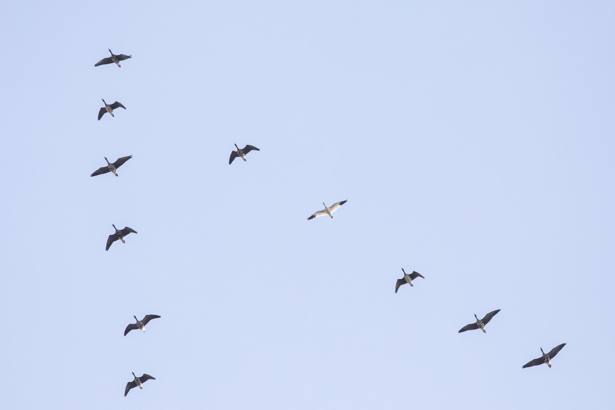 Snow Goose - ML212736431