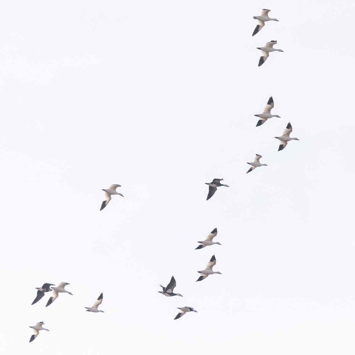 Snow Goose - ML212736731