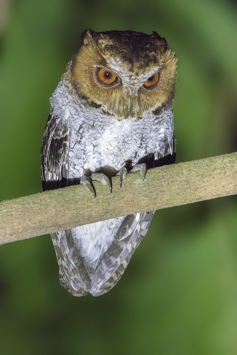 Negros Scops-Owl - Bradley Hacker 🦜