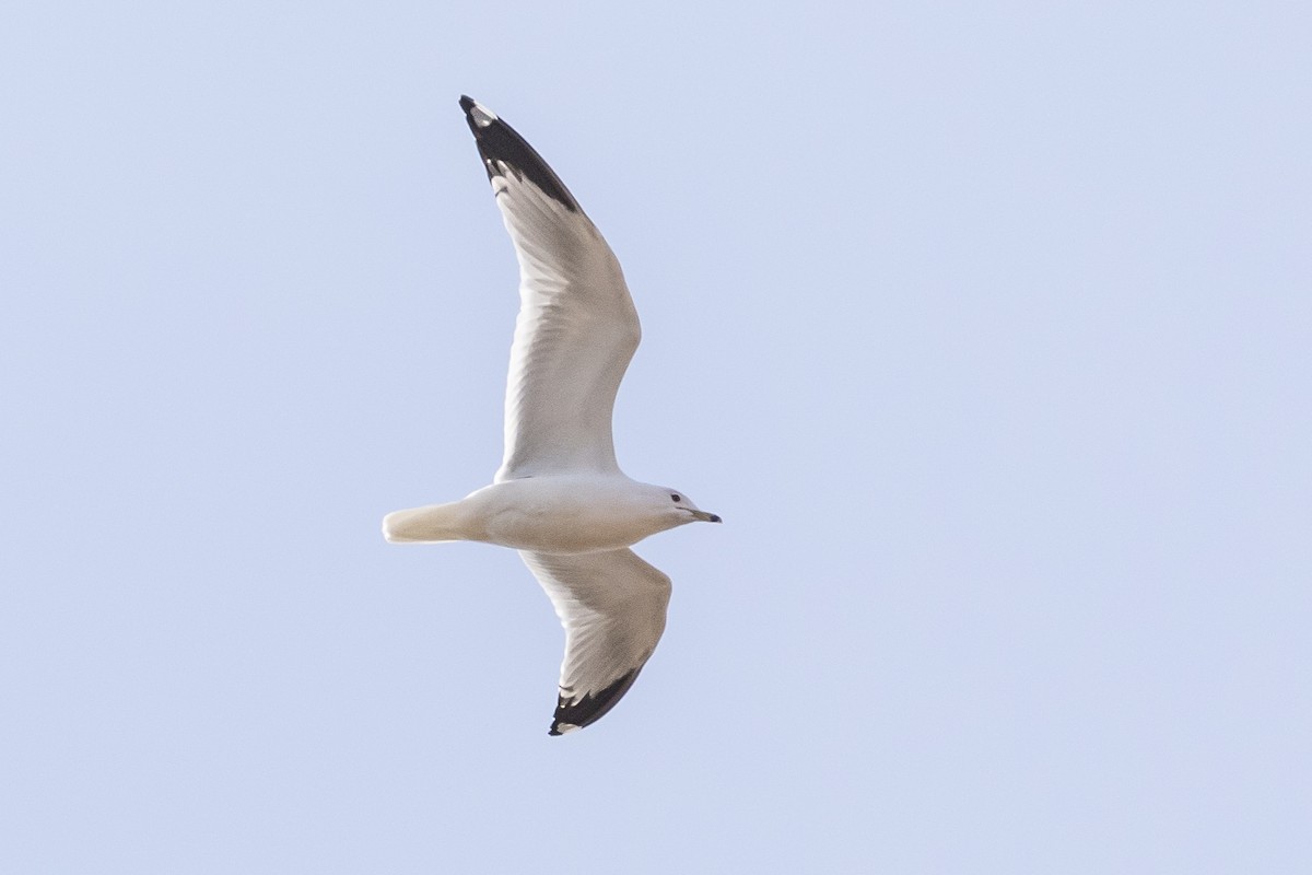 Ring-billed Gull - ML212737051