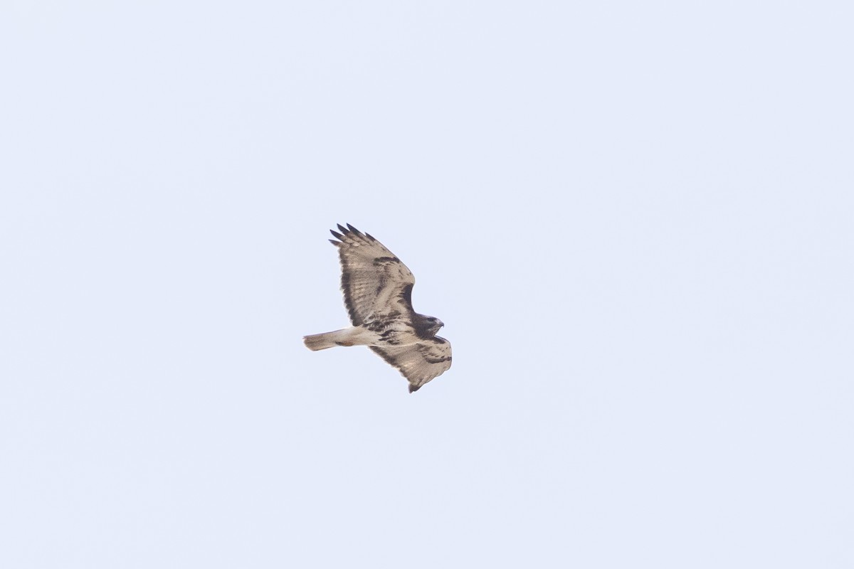 Red-tailed Hawk - ML212737091