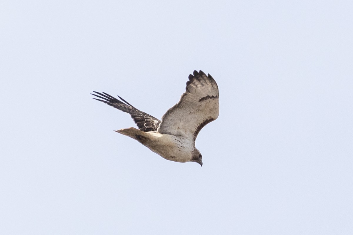 Red-tailed Hawk - ML212737101