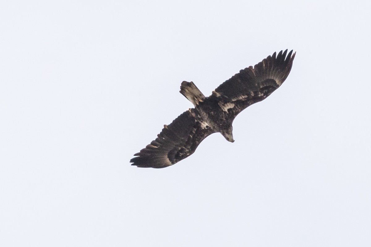 Bald Eagle - ML212737471
