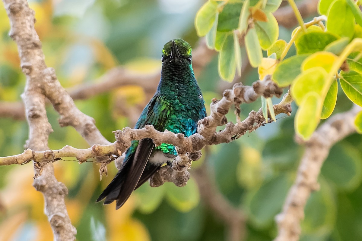 Blauschwanz-Smaragdkolibri - ML212738501