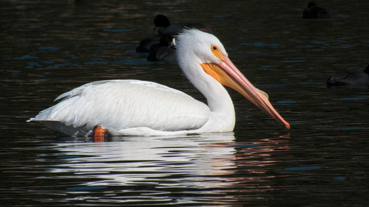 American White Pelican - ML212738611