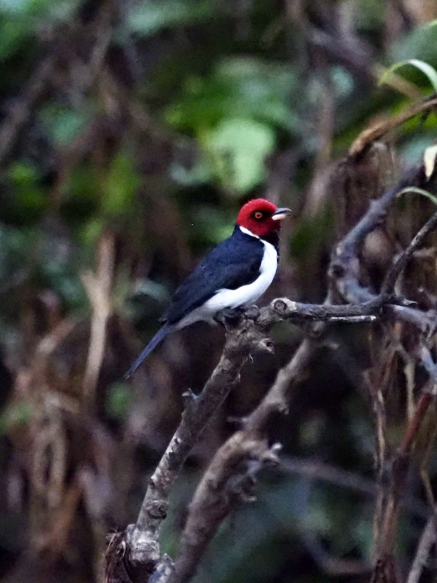 Red-capped Cardinal - ML212739581