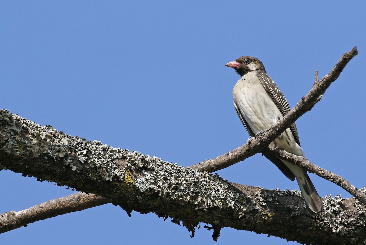 Greater Honeyguide - Andrew Spencer