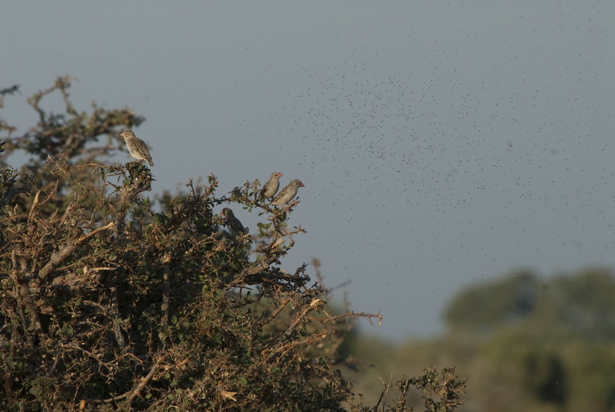 White-browed Sparrow-Weaver - ML212740771