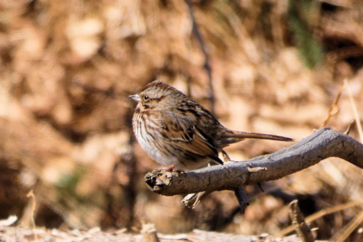 Song Sparrow - ML212741411