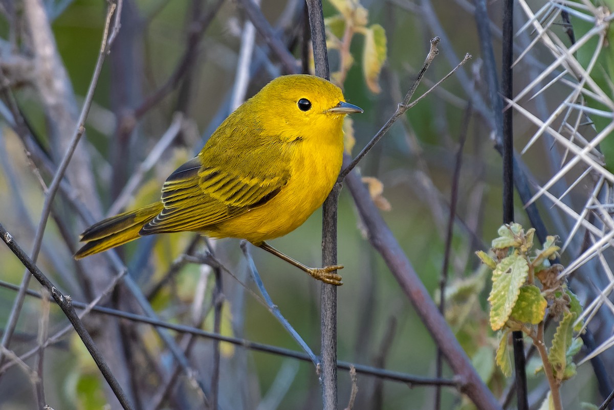 Northern/Mangrove Yellow Warbler - ML212741441
