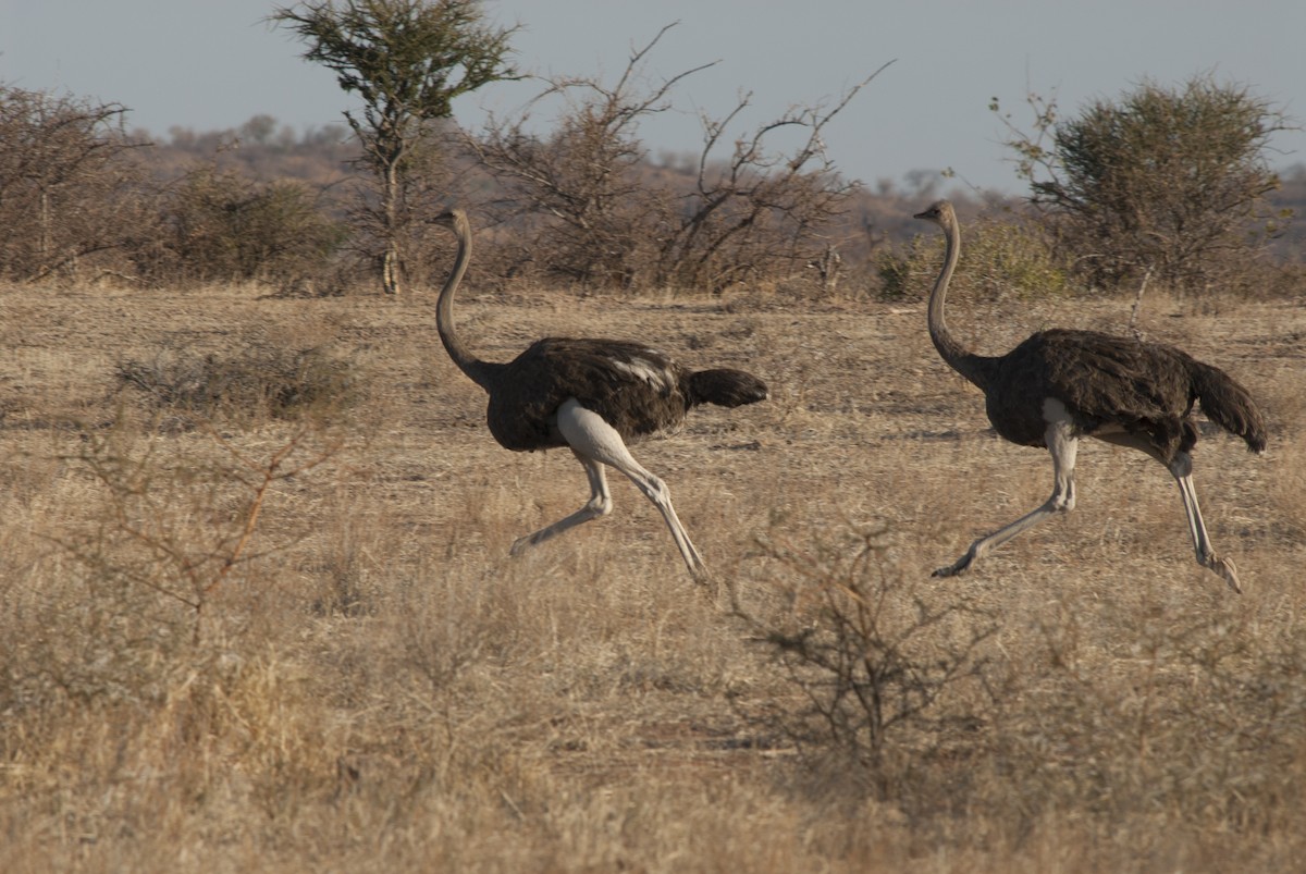 Common Ostrich - ML212741451