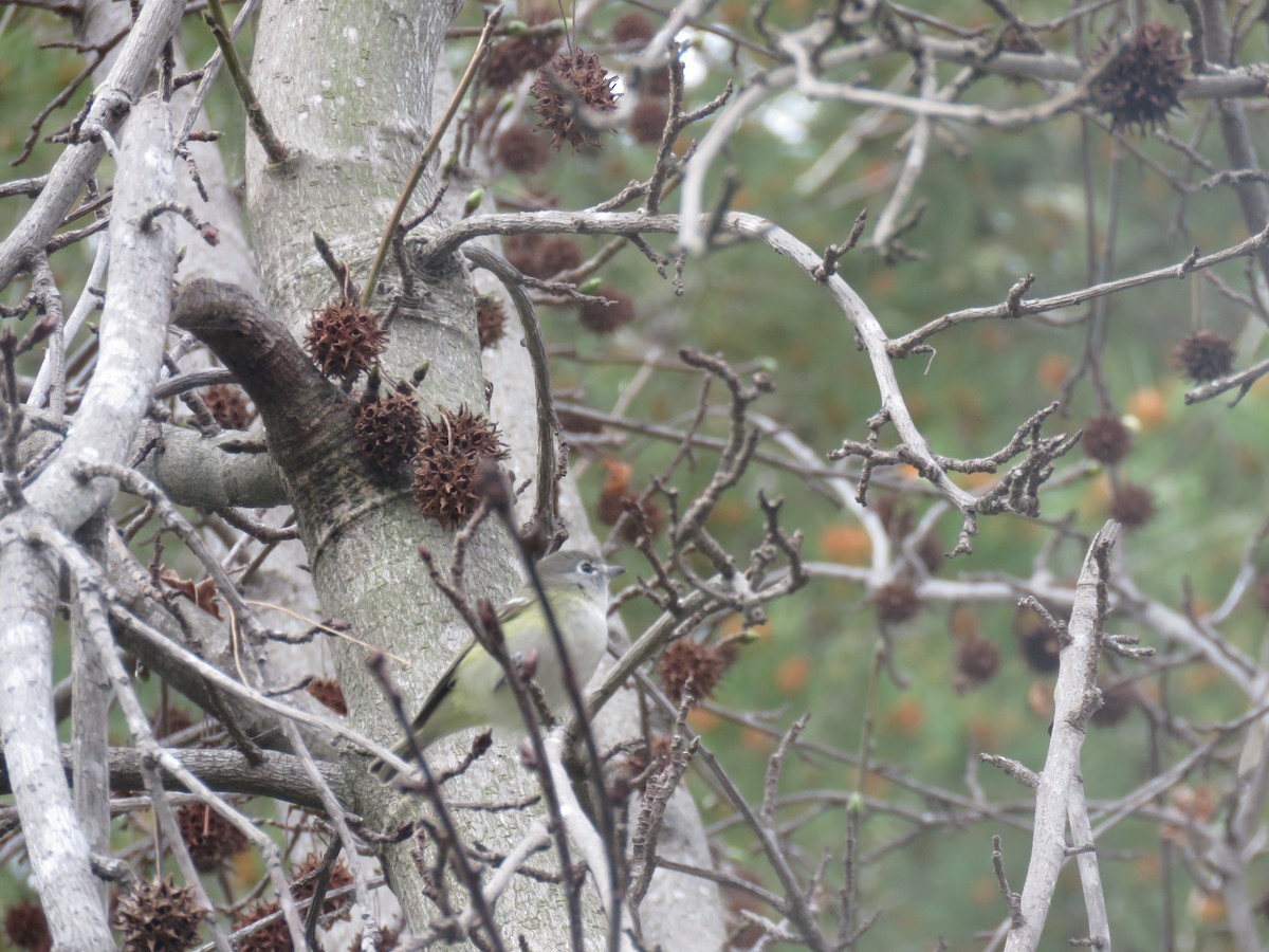 Cassin's Vireo - ML212741561