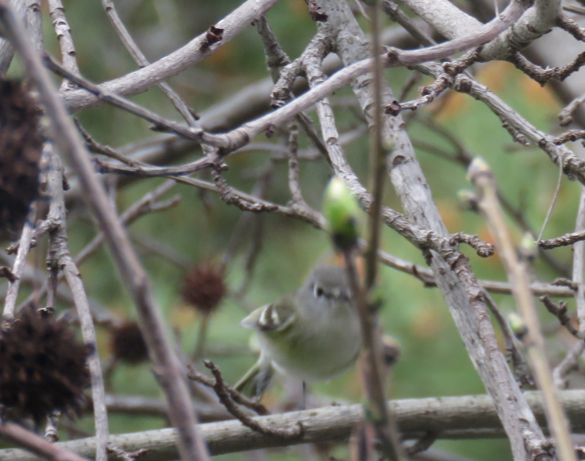 Cassin's Vireo - ML212741771