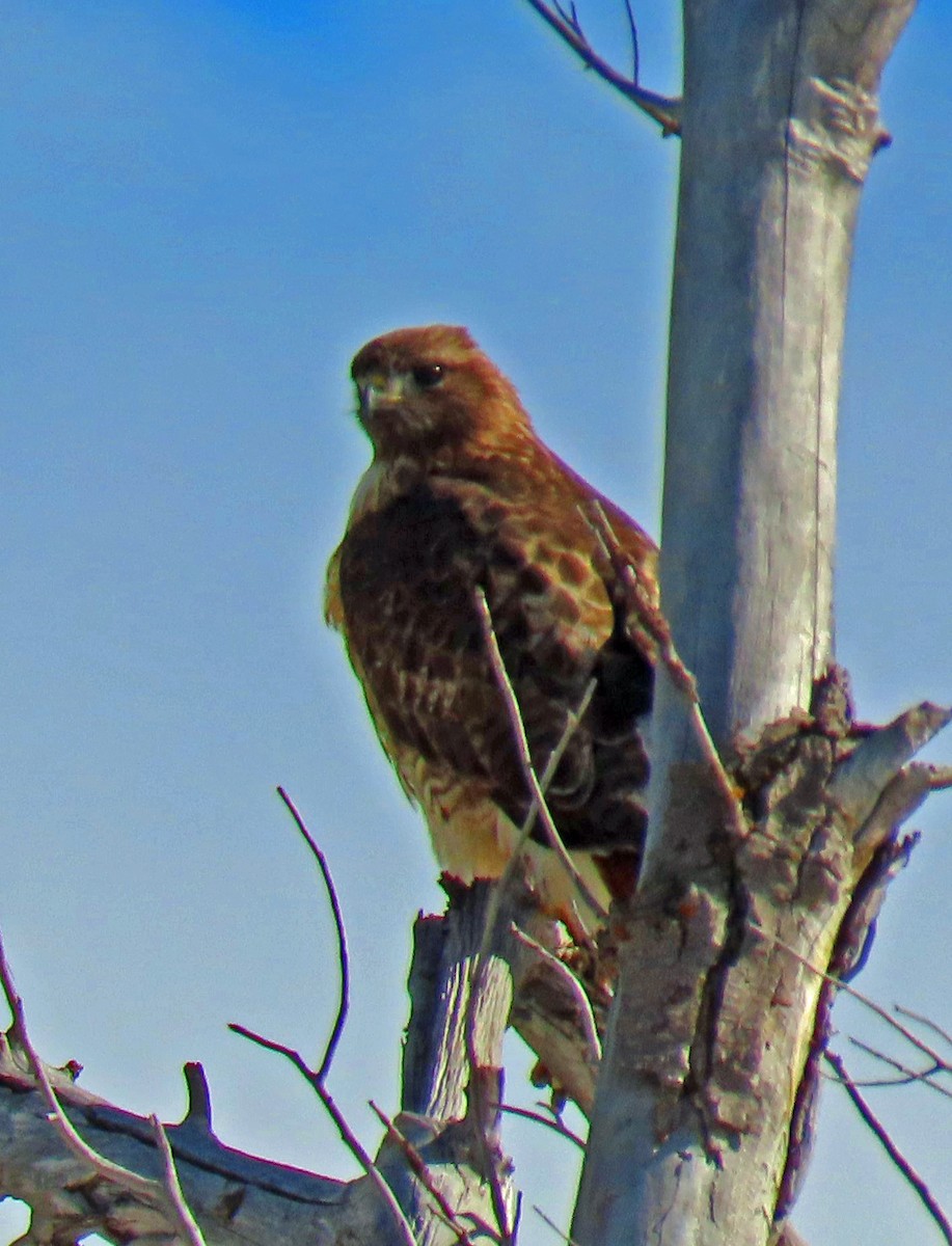 Red-tailed Hawk - JoAnn Potter Riggle 🦤